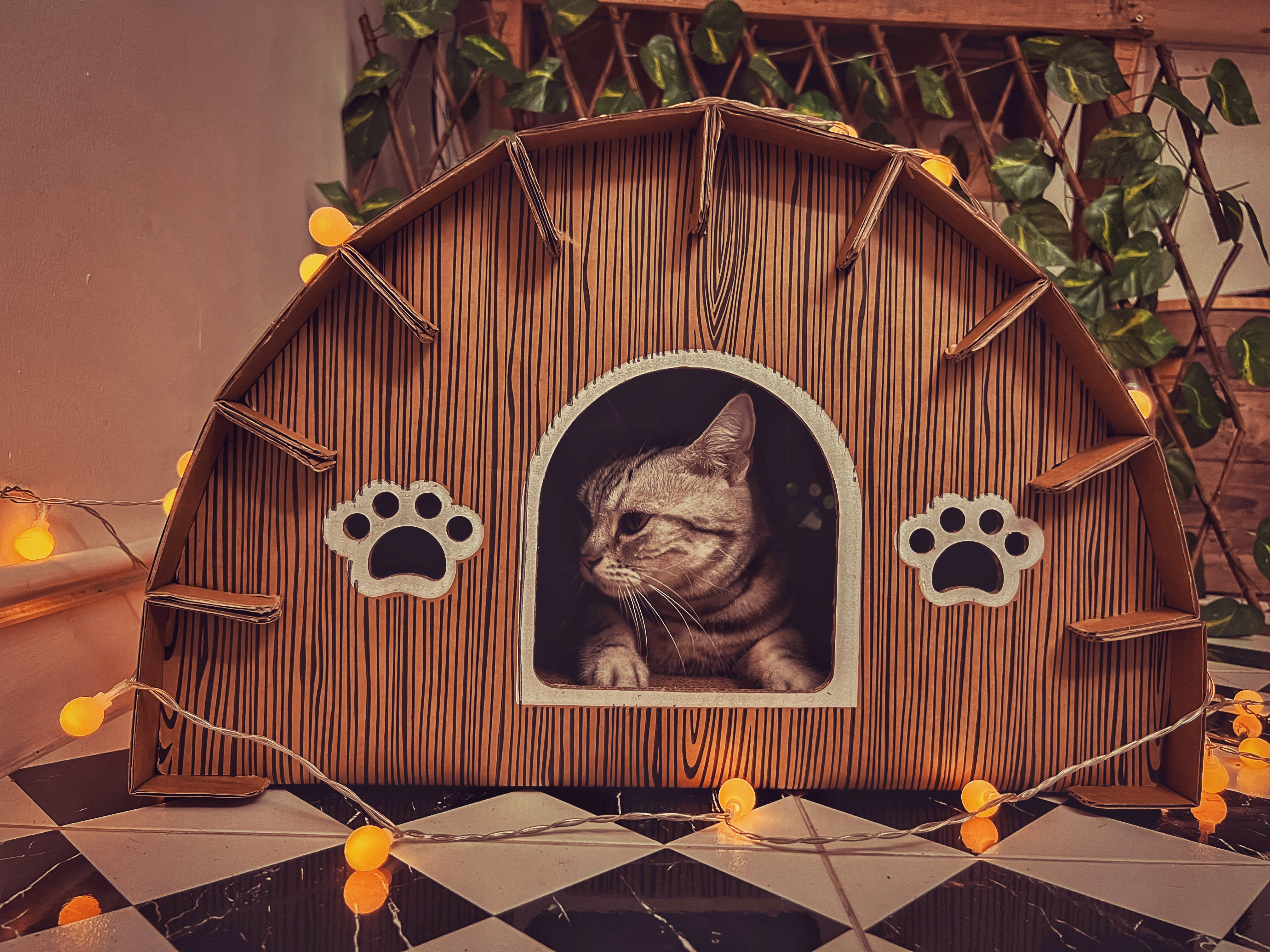 บ้านแมว