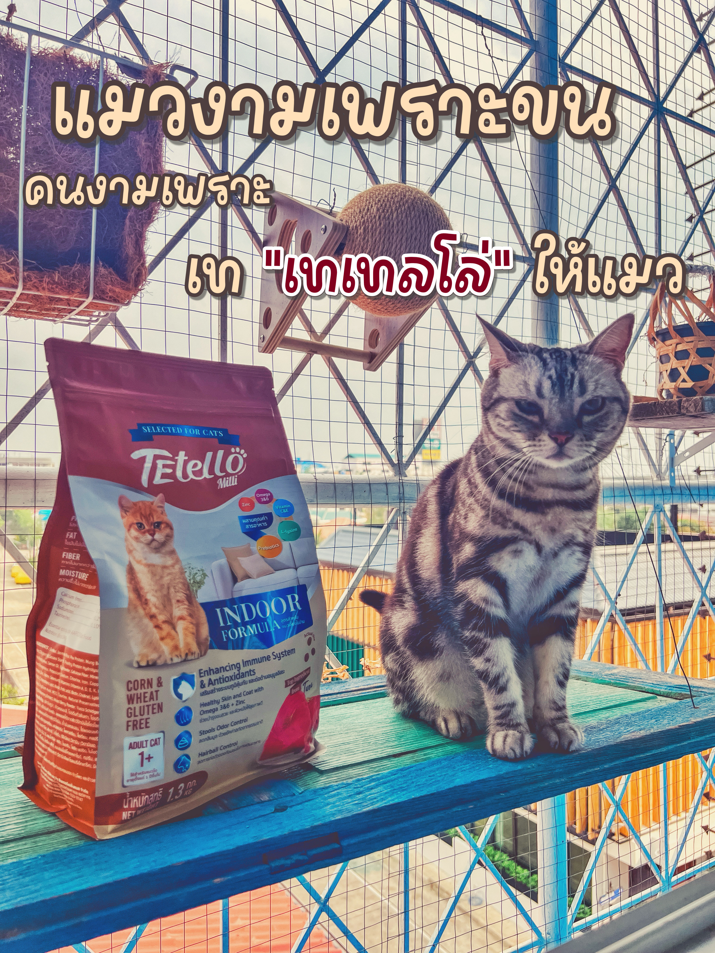 เทเลย เทเทลโล