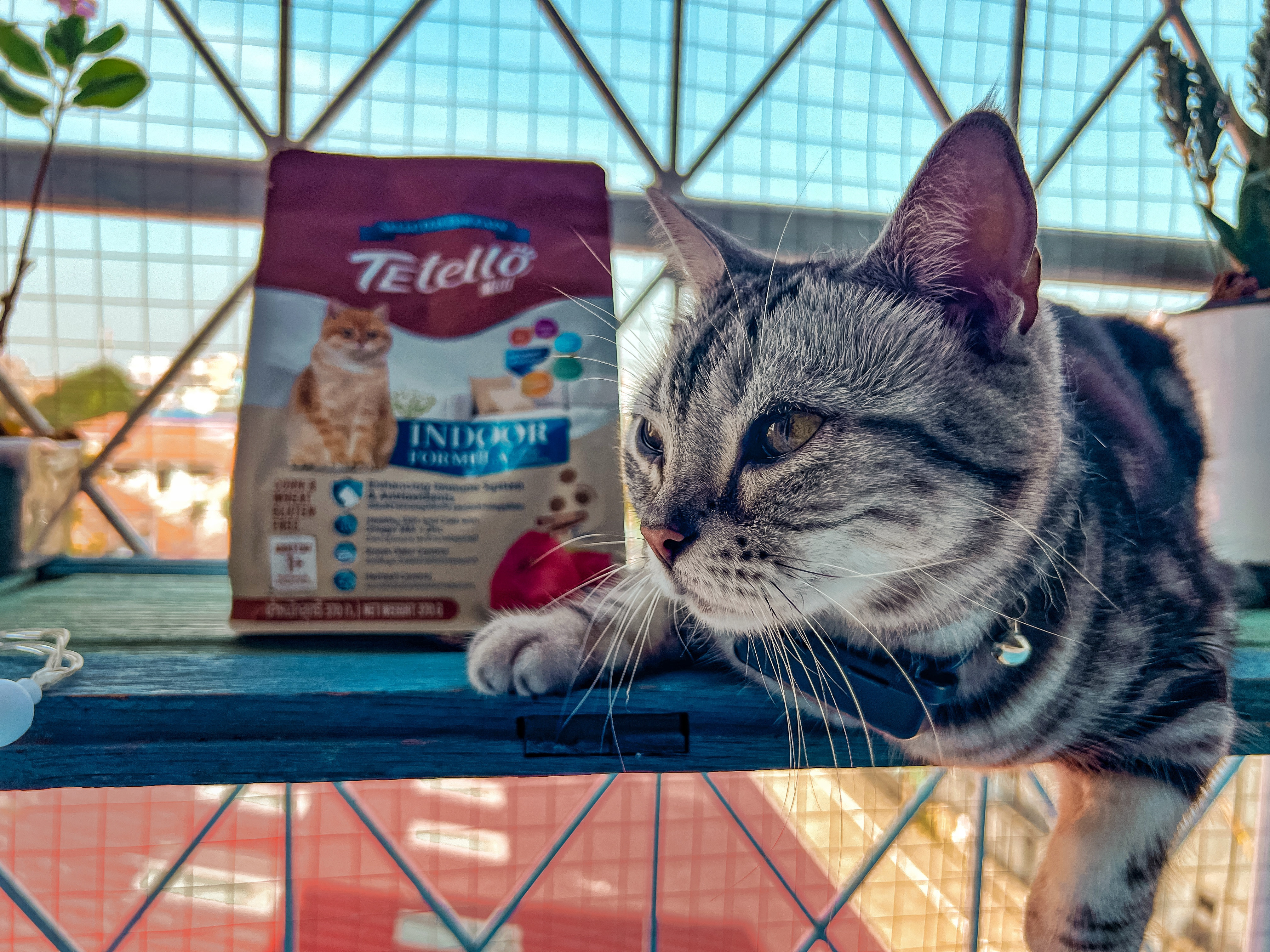 อาหารแมว TEtello Milli