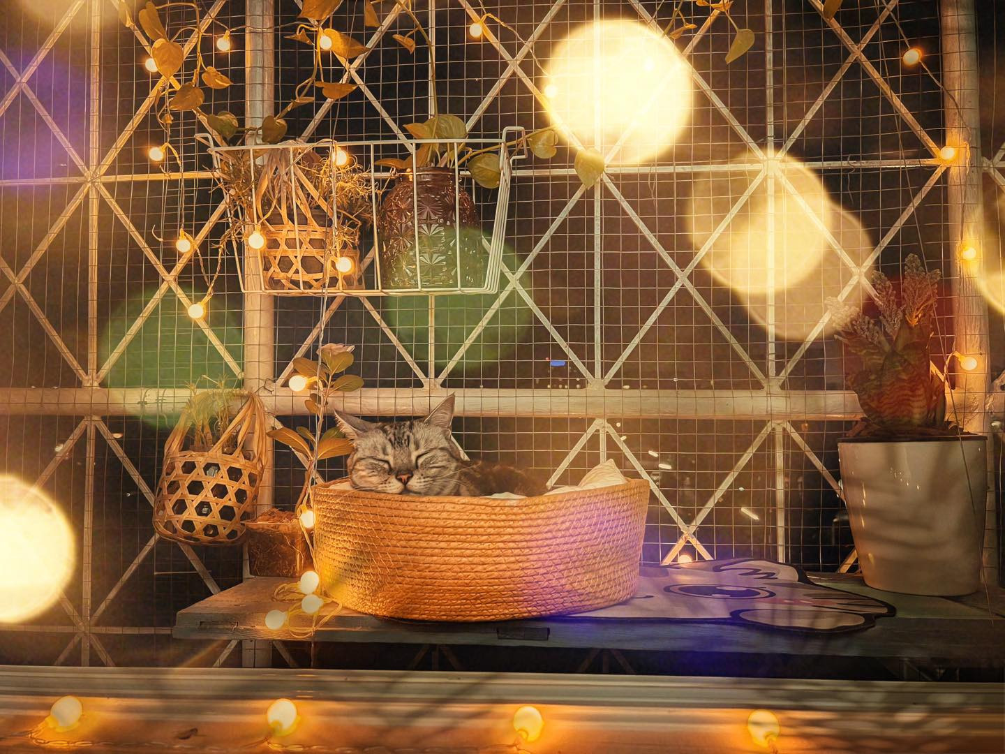 ที่นอนแมว